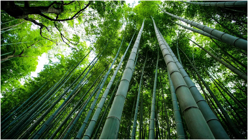 Applications of Outdoor Bamboo in Garden Landscaping