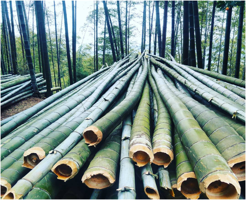 eco-friendly bamboo