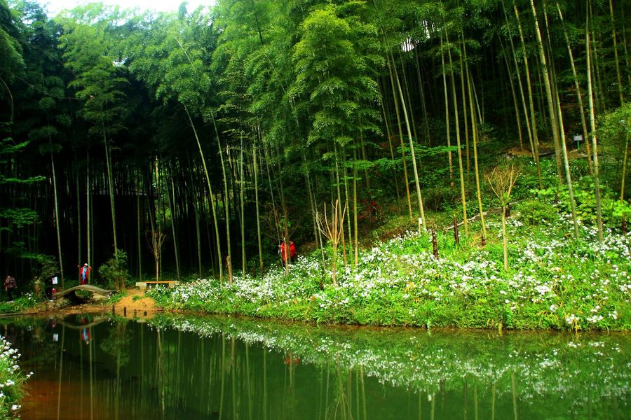 renewable bamboo resource