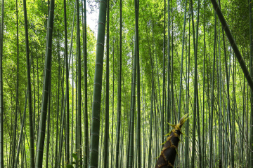 대나무는 생태림에 필수적입니다