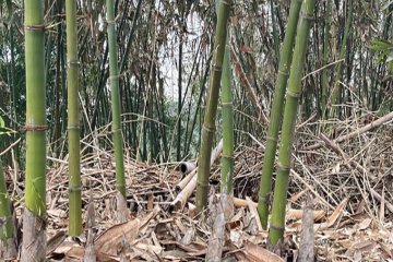 ¿Qué podemos hacer para proteger el medio ambiente?