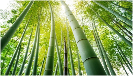 bamboo
