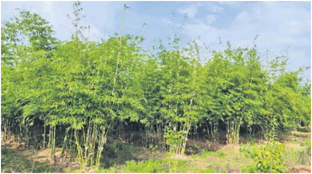 bamboo