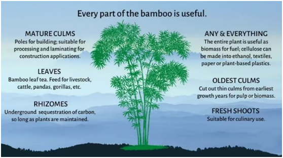 bamboo