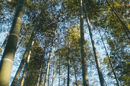 지속 가능한 원동력으로서의 녹색 대나무