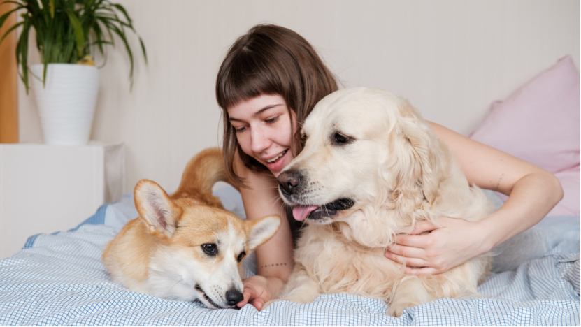 dog diapers