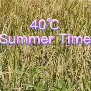 Langlada LED: Sommerunterstützungslandreis erhalten