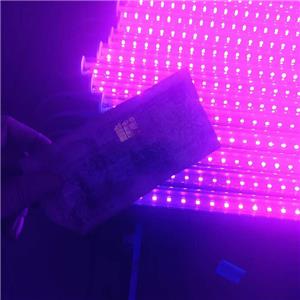 Langlada: Die violette Lichtlampe kann nicht nur die Banknoten inspizieren, sondern auch Jadeschmuck