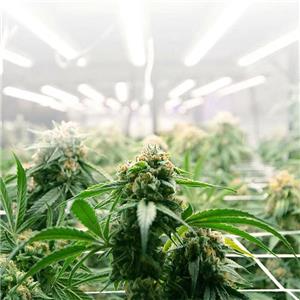 Langlada LED Plant Grow Light in einer neuen Landschaft