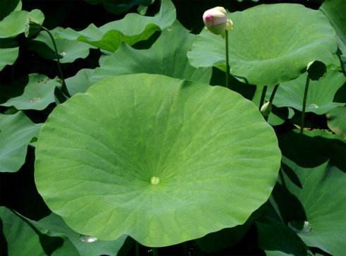 Lotus Leaf Extract