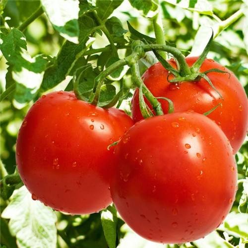 Comprar Extracto de tomate, Extracto de tomate Precios, Extracto de tomate Marcas, Extracto de tomate Fabricante, Extracto de tomate Citas, Extracto de tomate Empresa.