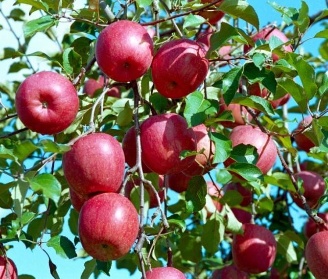شراء مستخلص التفاح ,مستخلص التفاح الأسعار ·مستخلص التفاح العلامات التجارية ,مستخلص التفاح الصانع ,مستخلص التفاح اقتباس ·مستخلص التفاح الشركة