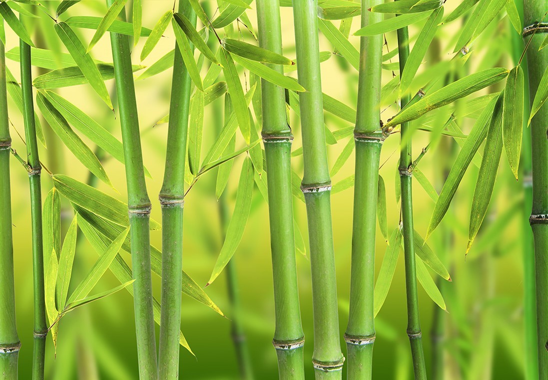 Китай Экстракт бамбука, производитель