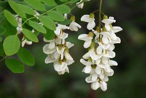 Sophora Japonica Extract