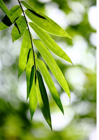 Китай Экстракт листьев бамбука, производитель