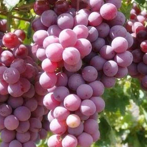 Estratto di buccia d'uva