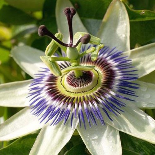 Passion Flower Extract