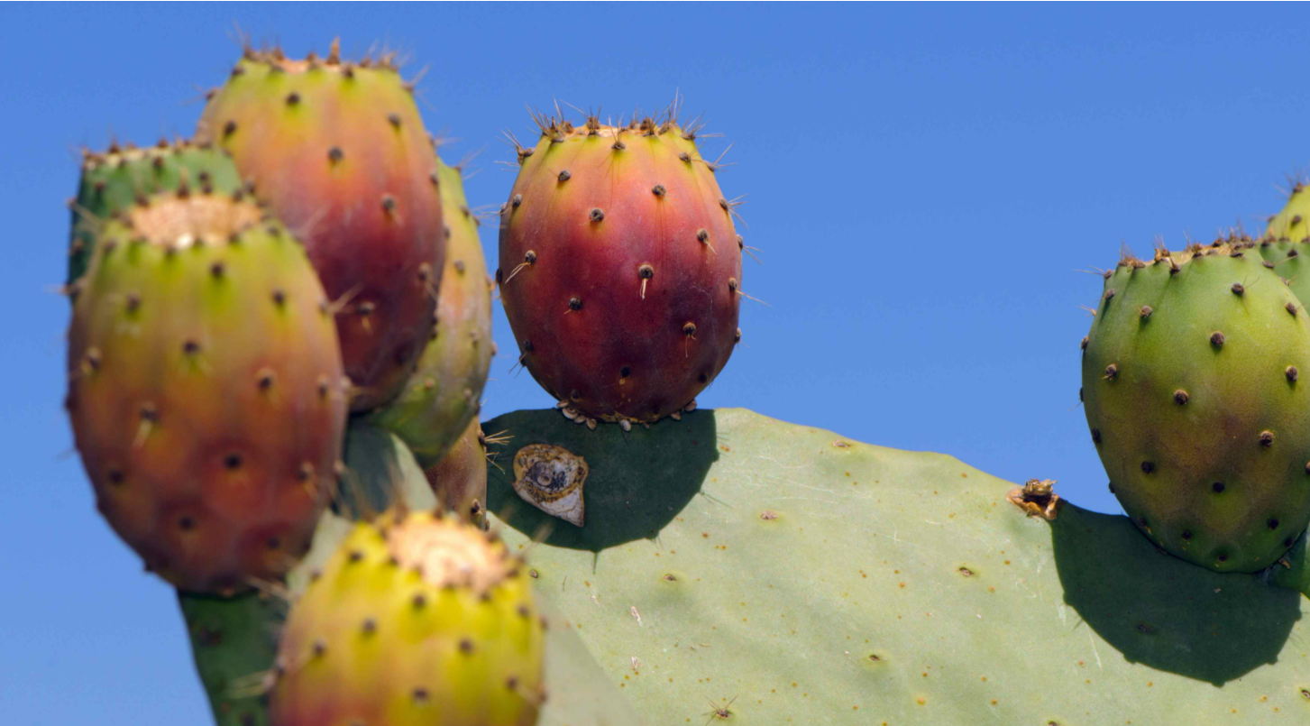 Nopal kaktus: prednosti i upotreba