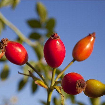 Rose Hip Extract