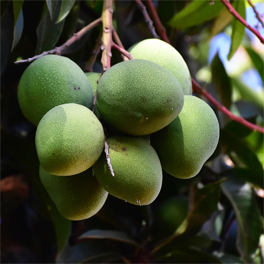 Китай Экстракт семян африканского манго, производитель