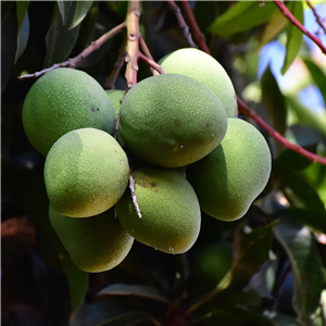 Экстракт семян африканского манго