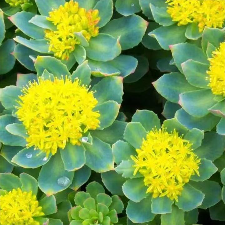 water-soluble-rhodiola-rosea-extract