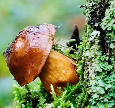 An Introduction to the Effect of Boletus