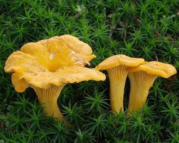 Nutritional value and Efficacy of Cantharellus Cibarius