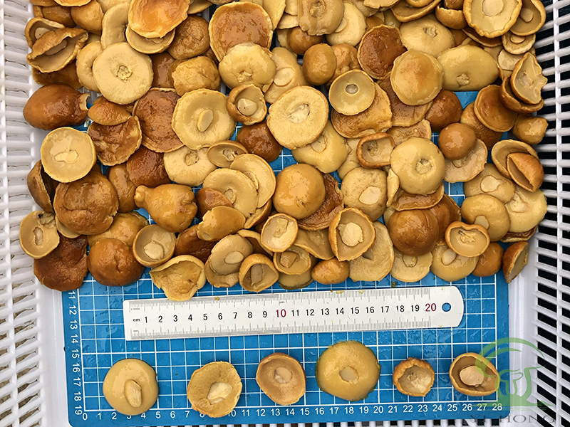 porcini mushrooms in brine
