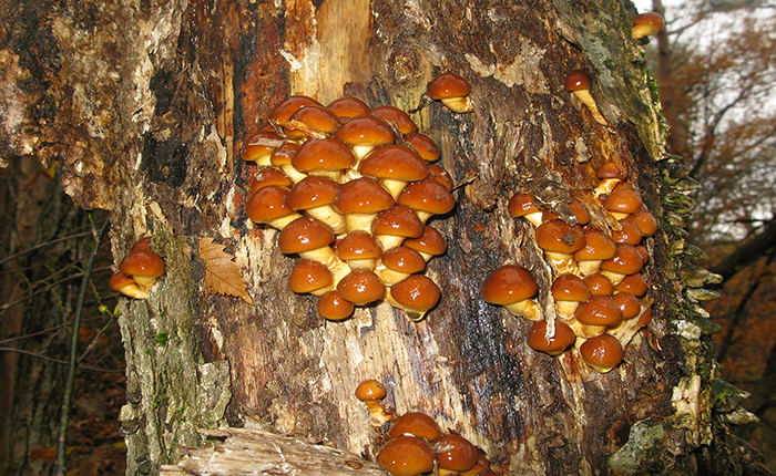 pholiota nameko mushroom