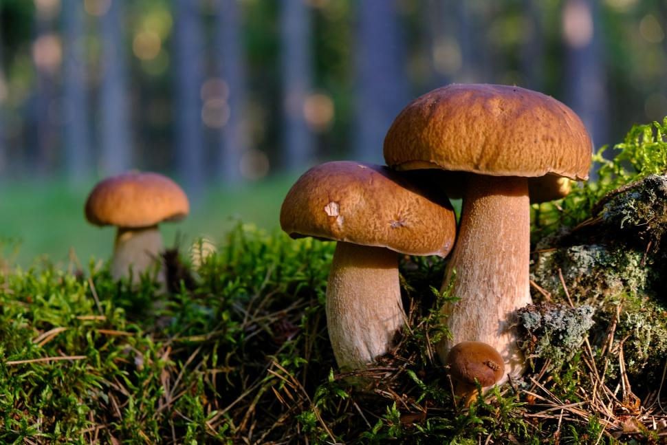 China is the largest exporter of boletus in the world.