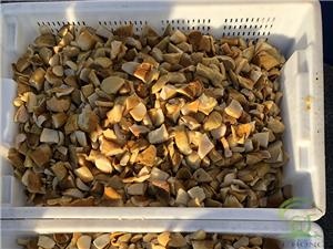 Bucket Saltwater Porcini Mushrooms