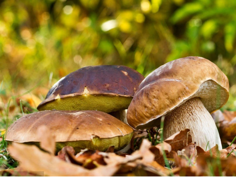 brined wild porcini