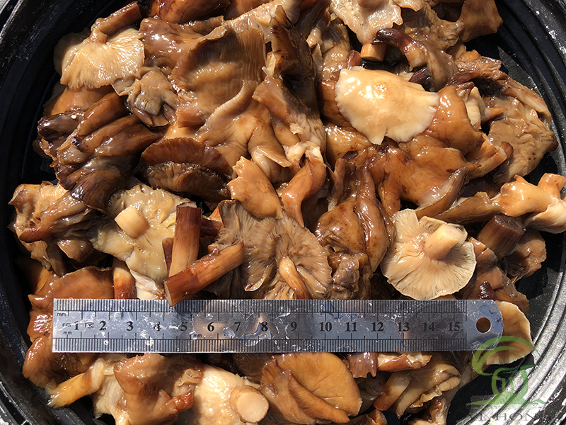 Honey mushroom in brine in drum