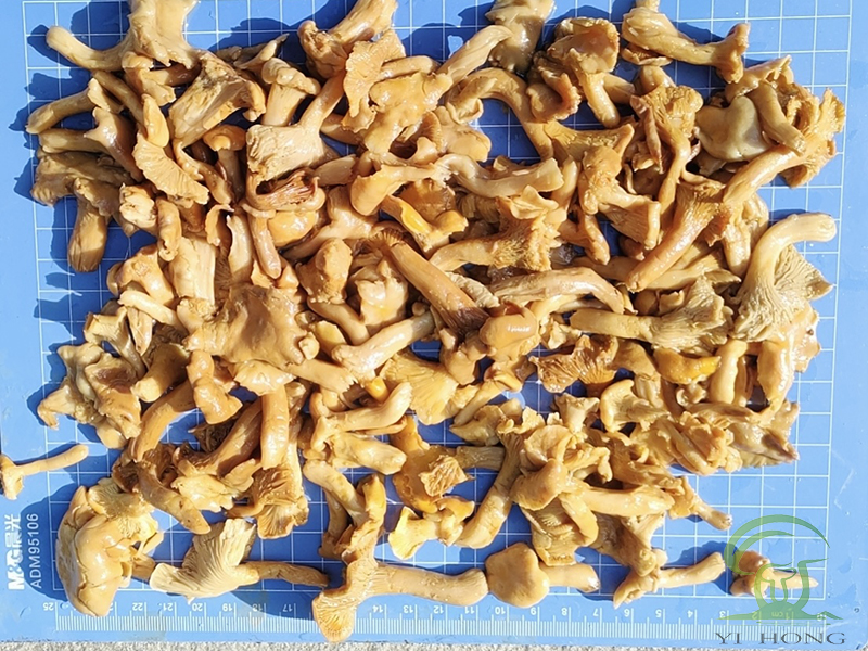 brined cantharellus cibarius in drum