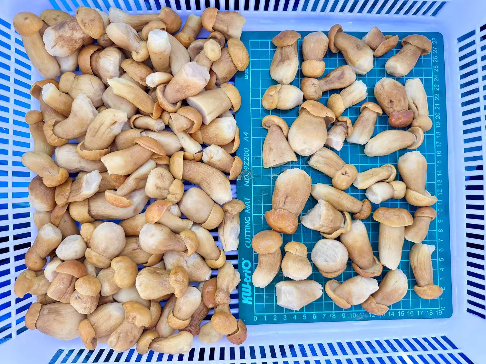 Porcini In Salt Brine