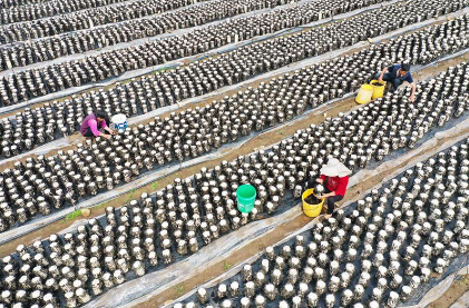 Customers Visit Our Factory And Experience The Production Journey Of Saltwater Mushrooms