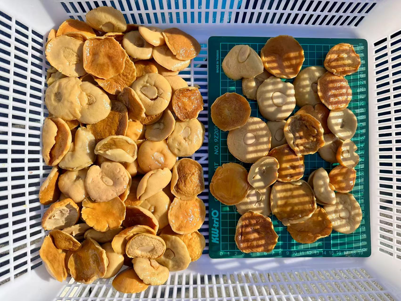 porcini mushroom slices in brine