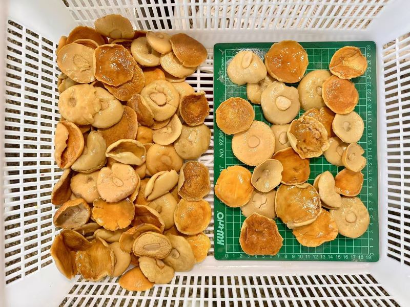 Porcini Mushroom Slices in Brine