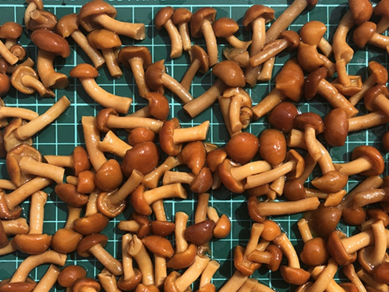 Pholiota Nameko In Brine