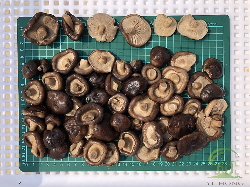 Shiitake in brine cubes