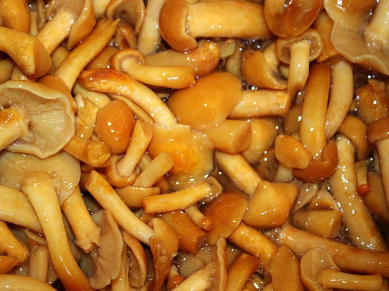Metodo di lavorazione dei funghi Nameko in salamoia in tamburo