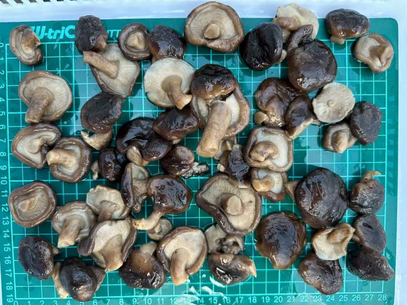salt water shiitake