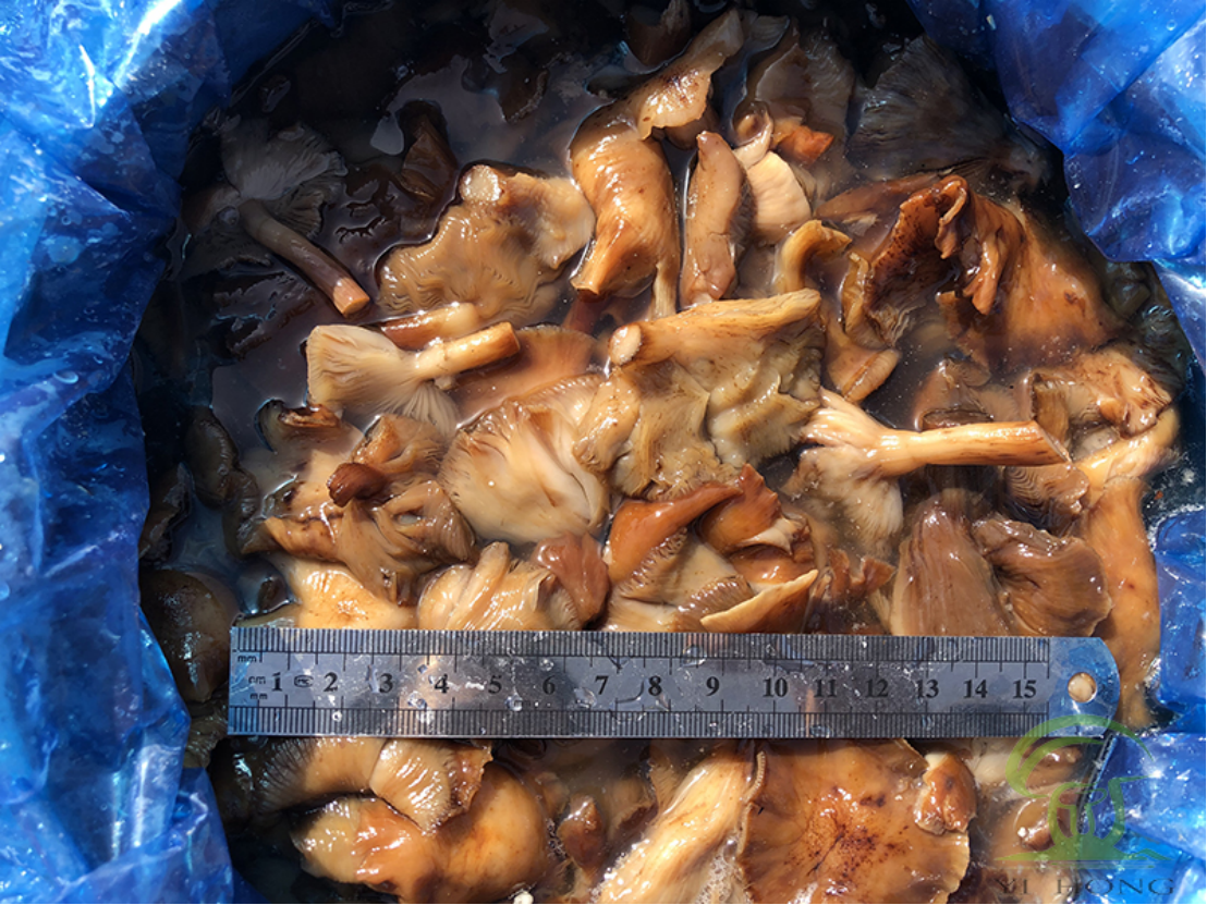 brined honey fungus