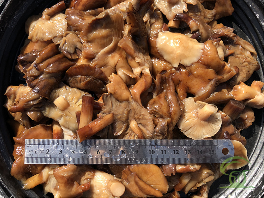 brined honey fungus