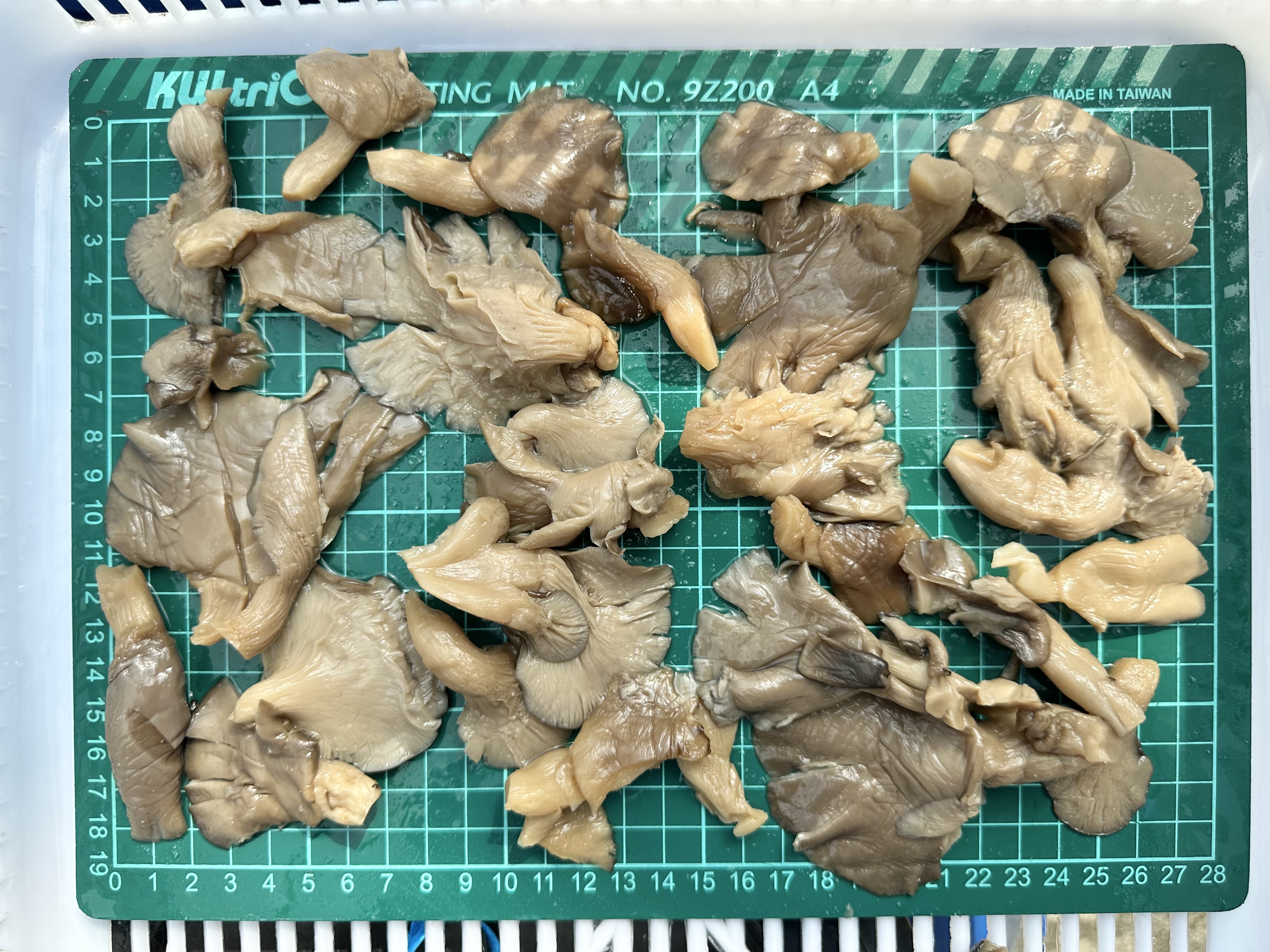 salted pleurotus ostreatus