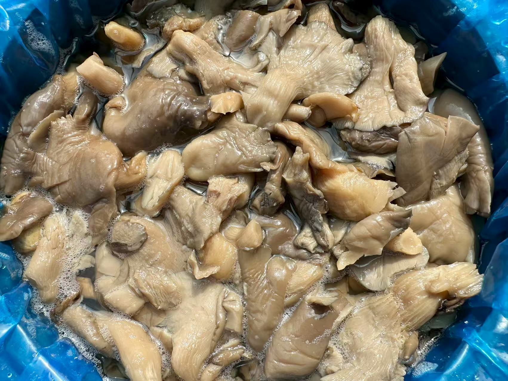 salted pleurotus ostreatus