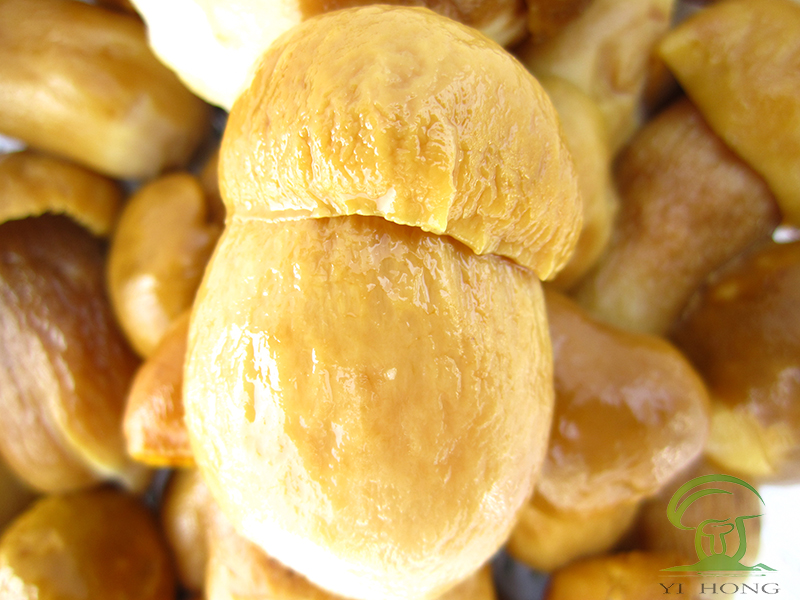 boletus edulis in brine