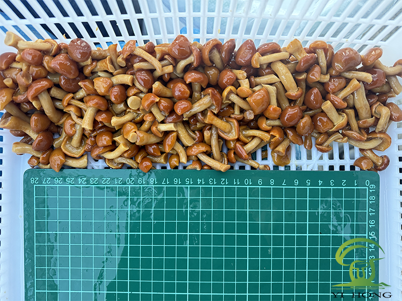 Yüksek Kaliteli Tuzlu Nameko Mantarı Tedariği: Küresel İthalatçılar ve Üreticiler İçin Bir Kılavuz