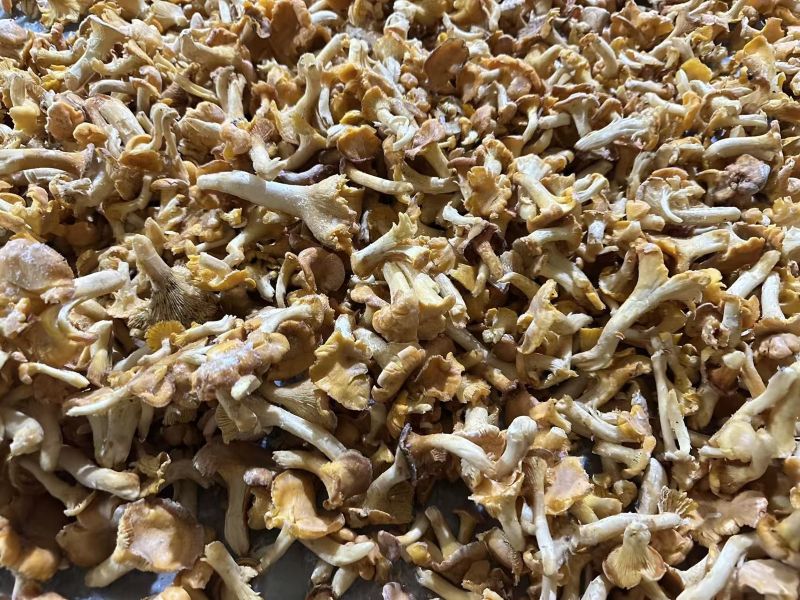 Taze ve IQF (Hızlı Dondurulmuş) Mantarlar: Ticari Mutfaklar ve Dağıtımcılar İçin Maliyet-Fayda Analizi